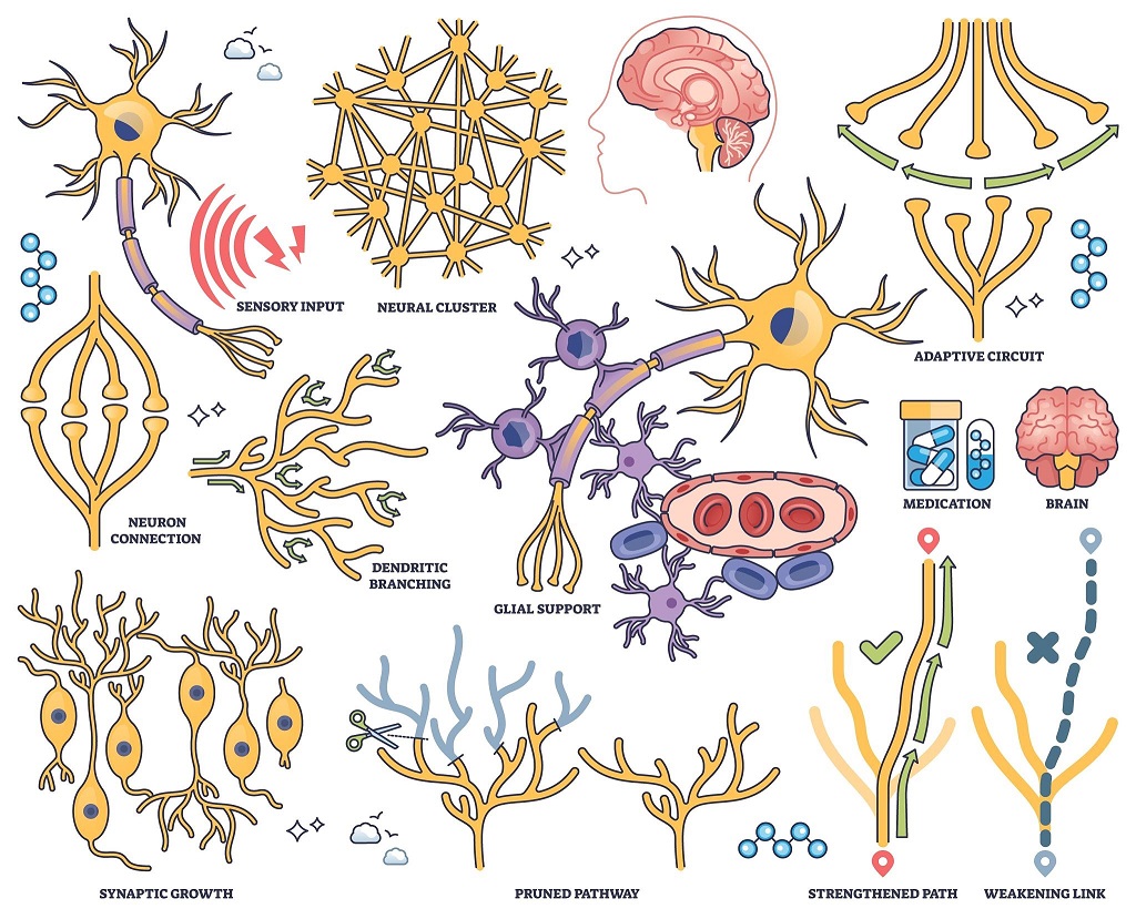 when is brain fully developed